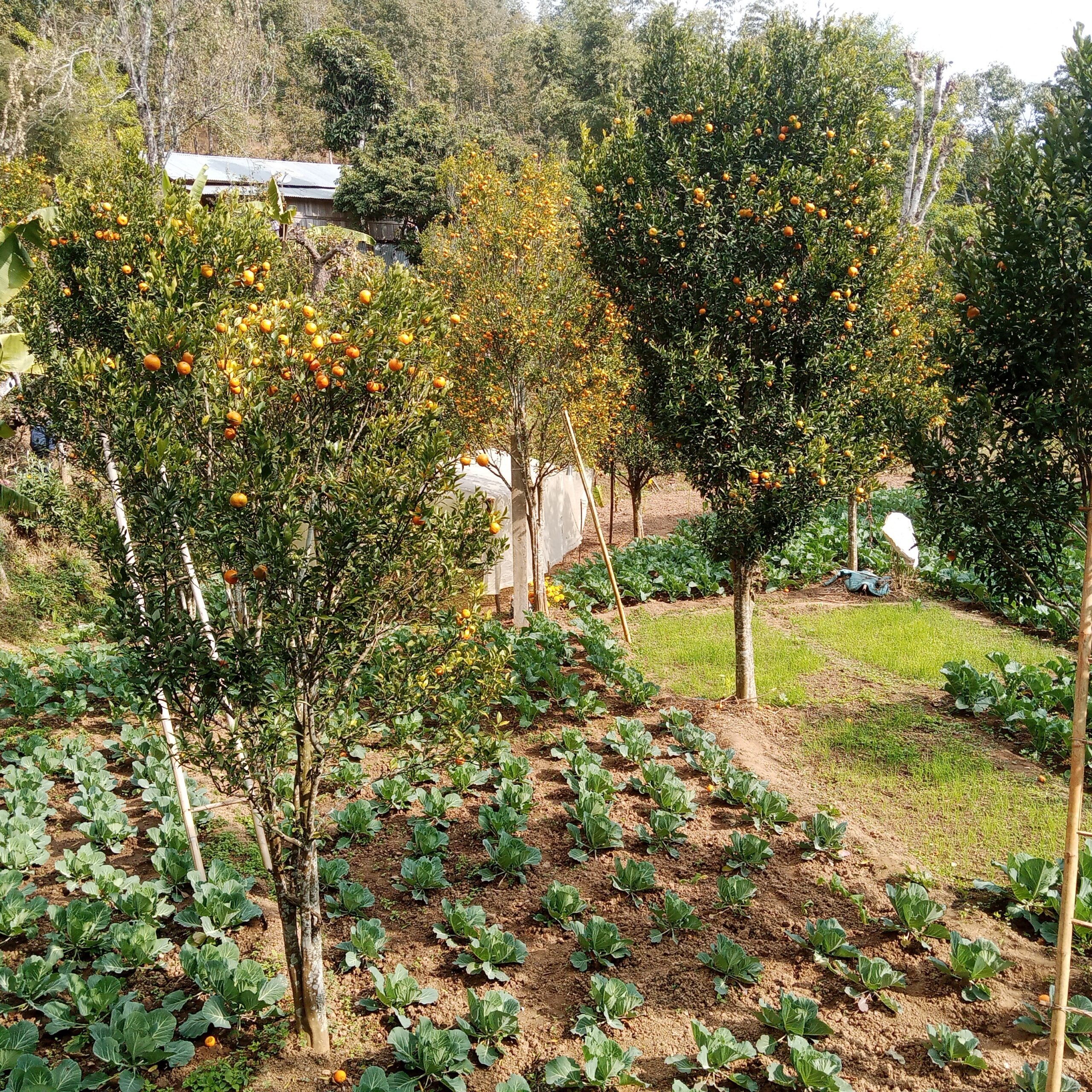 Agroecological farm