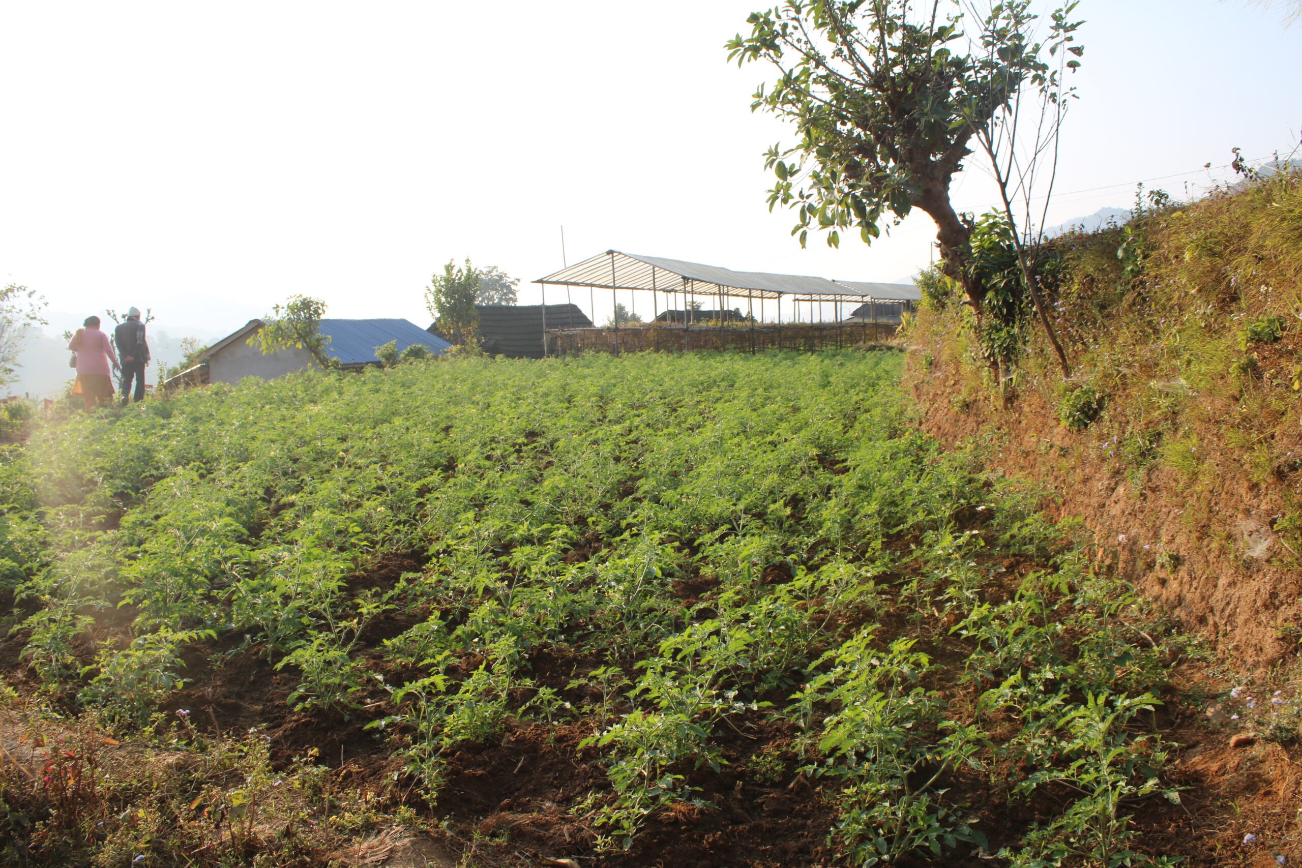 Commercial tomato farm