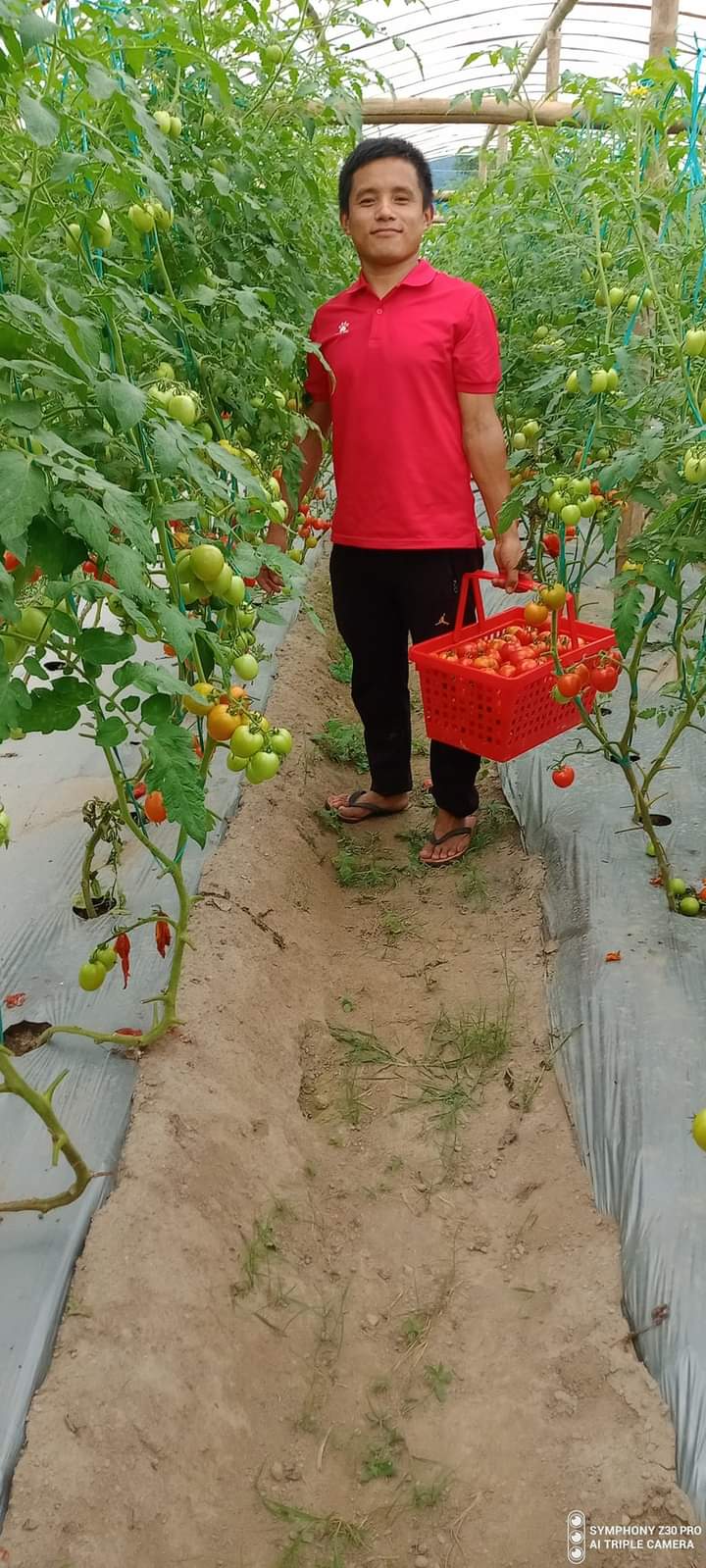 Commercial tomato farmer