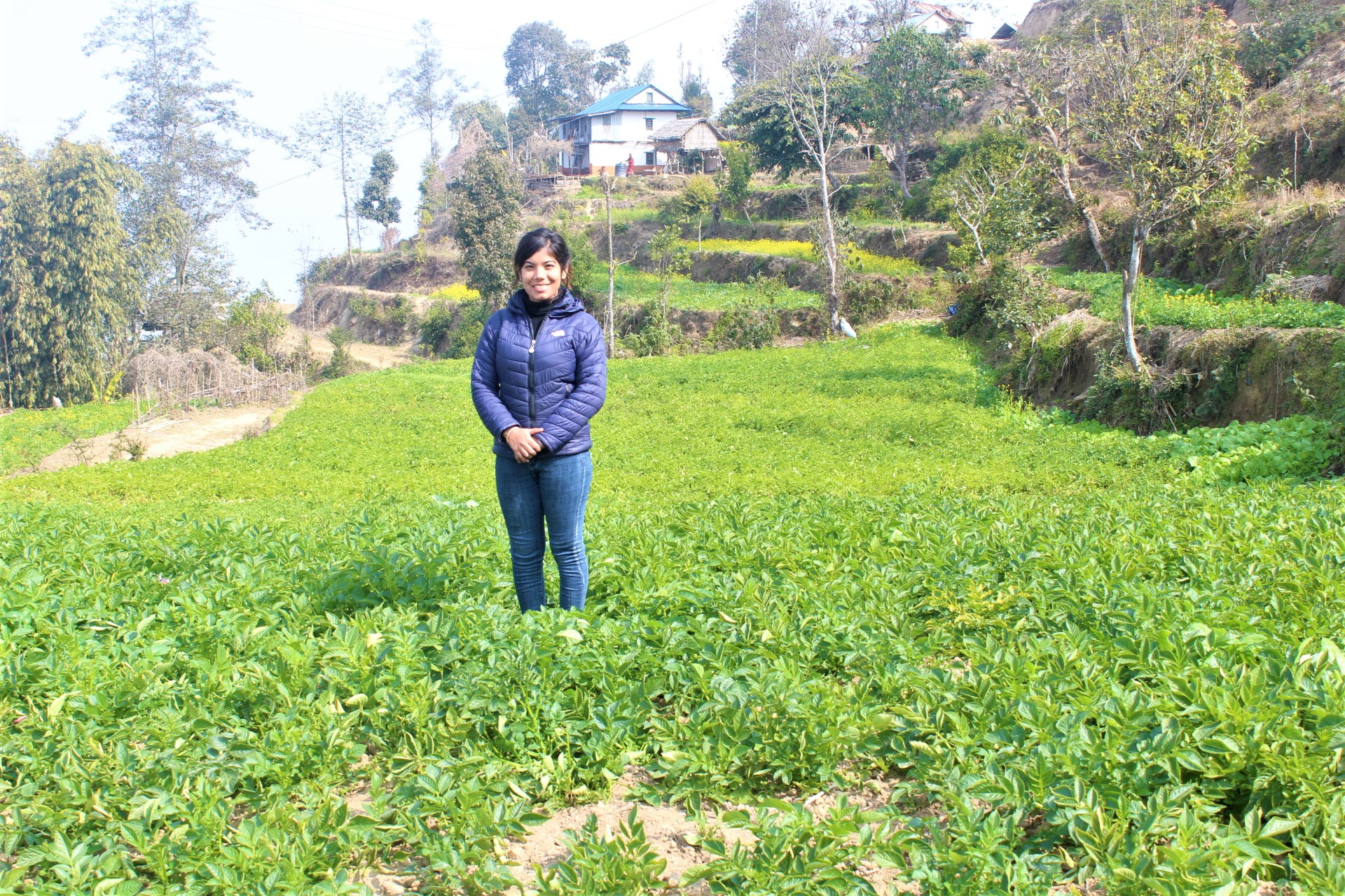 Local variety of potato cultivation