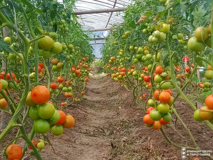 Off season tomato cultivation