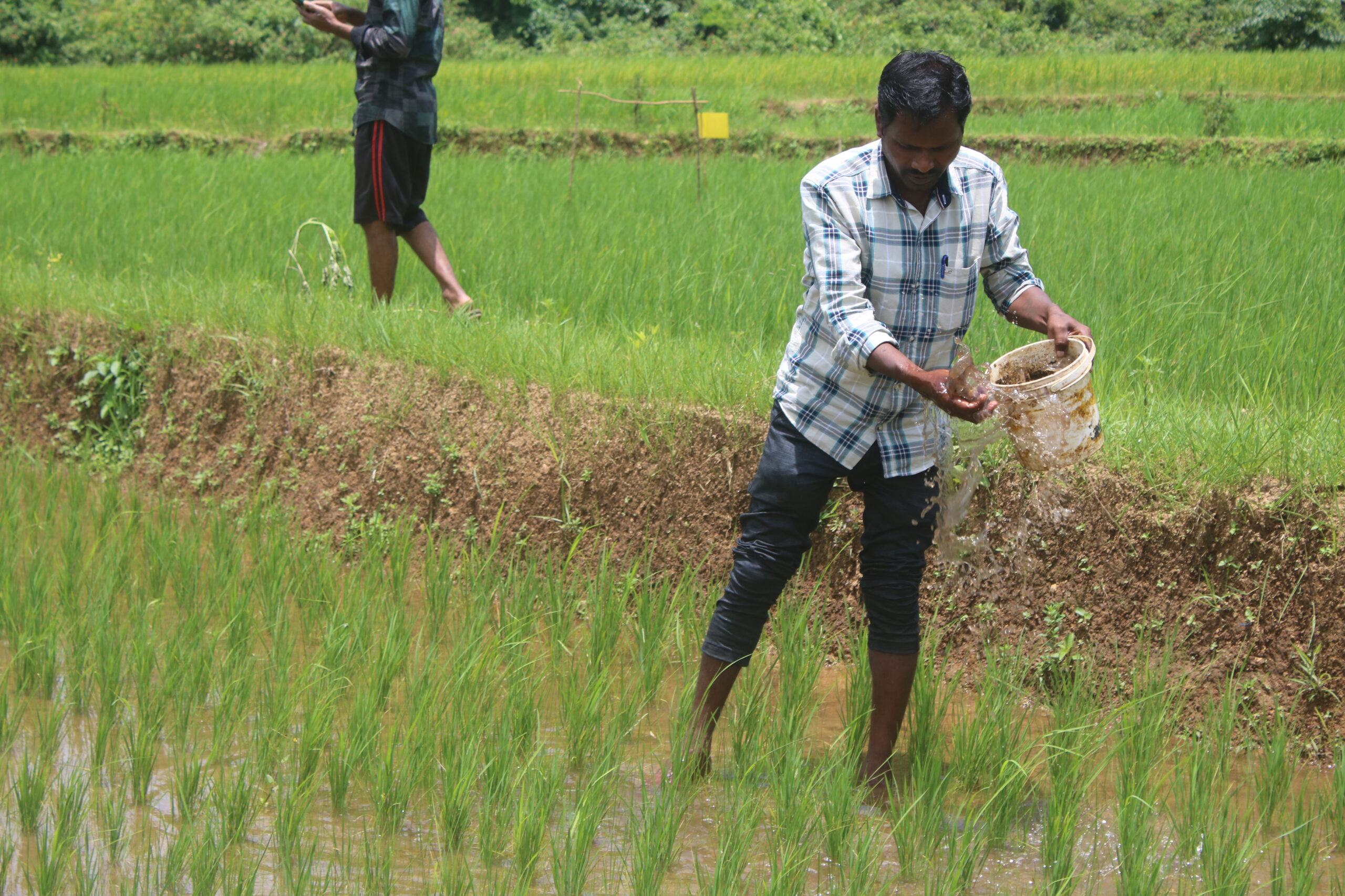 application of liquid fertilizer