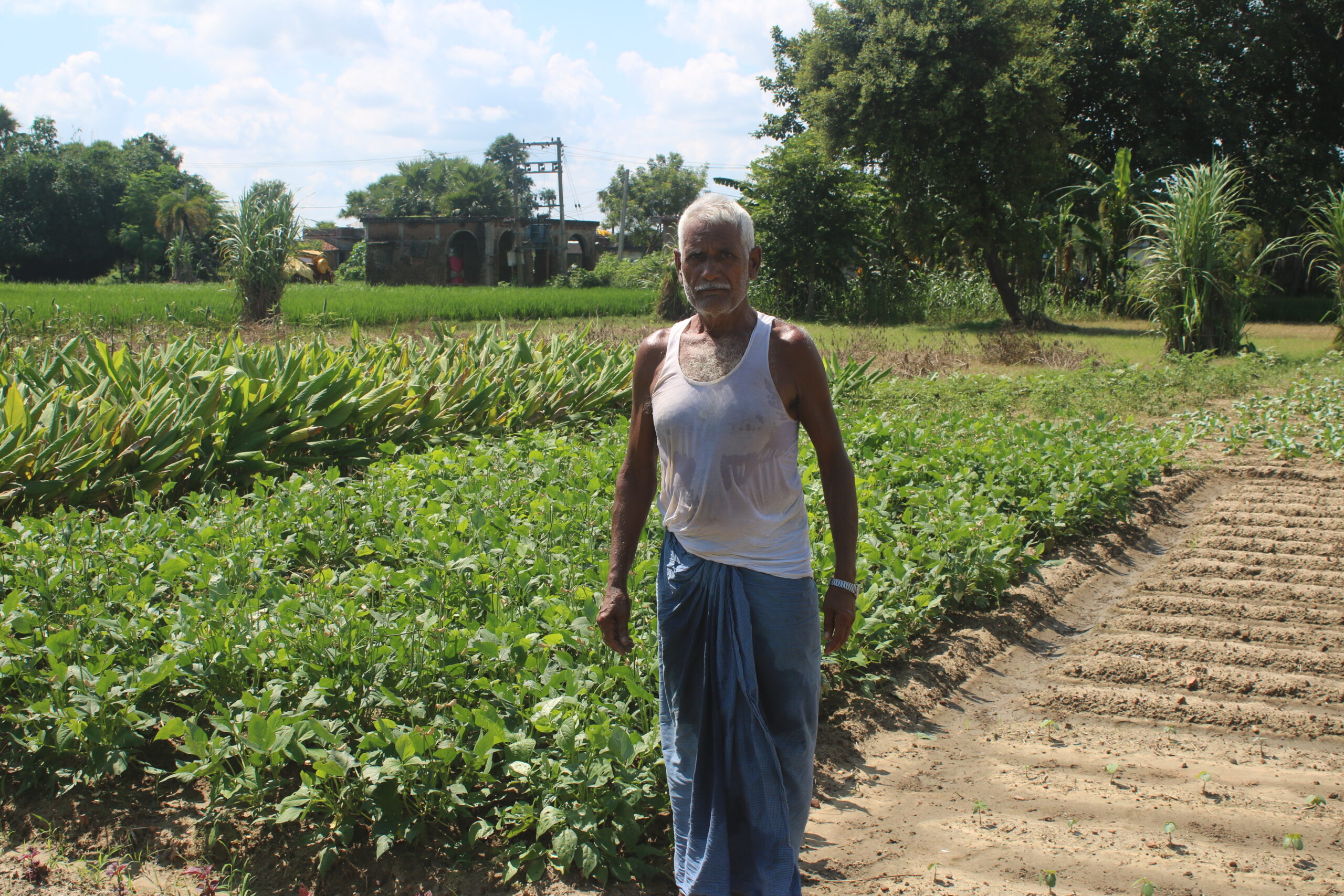 beans and turmeric cultivation