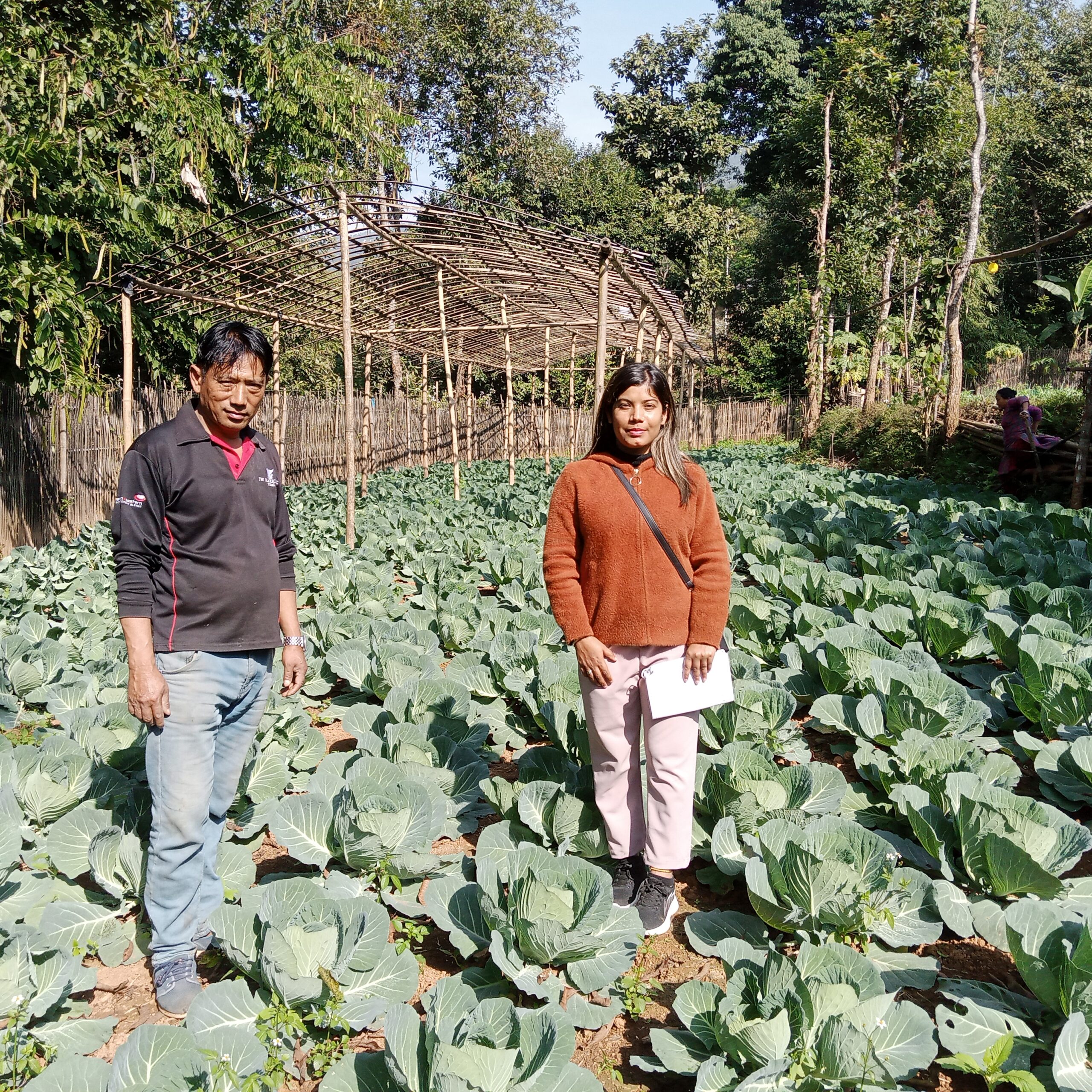 commercial cabbage cultivation