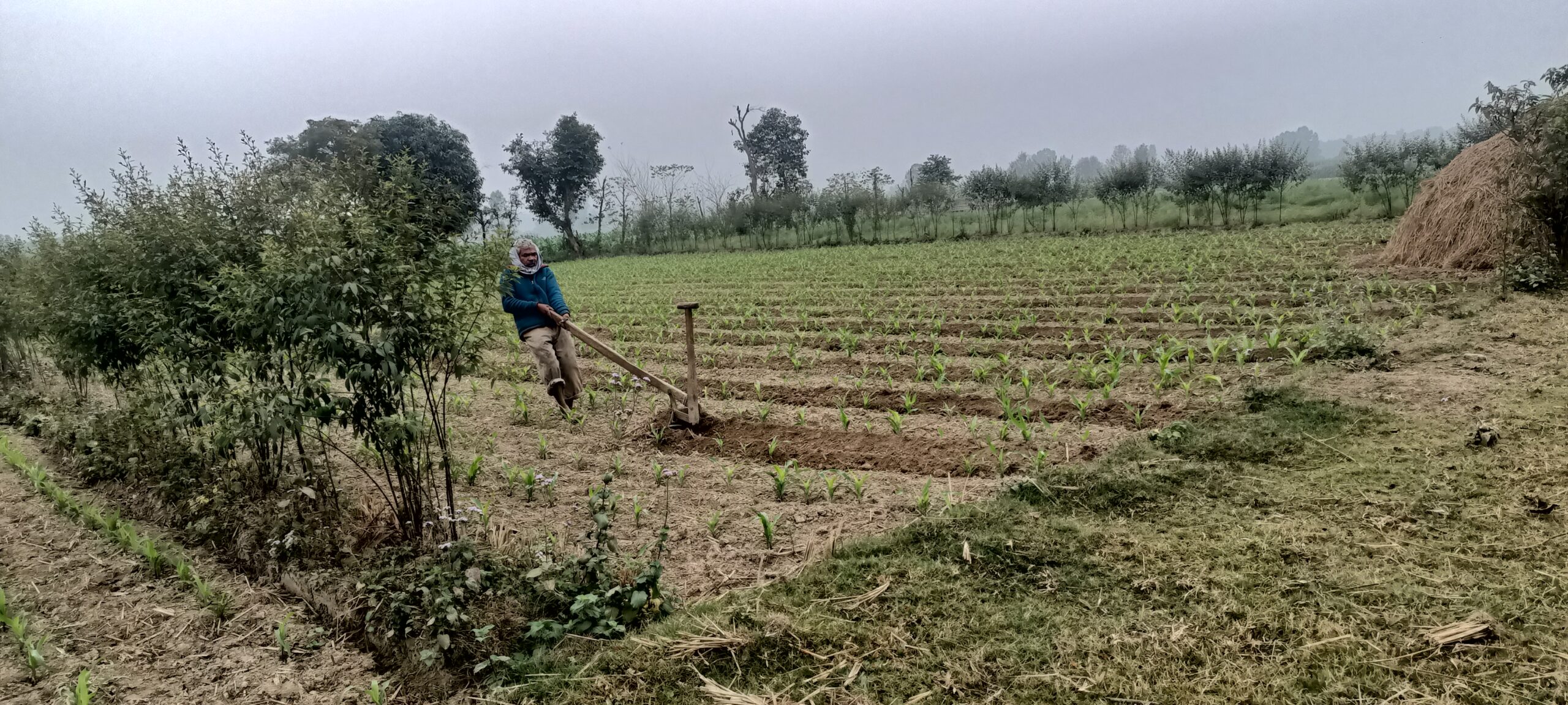 farmer ploughing