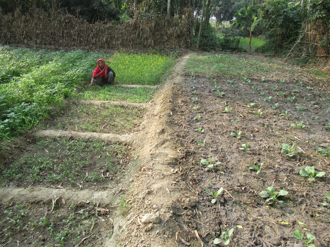 kitchen garden