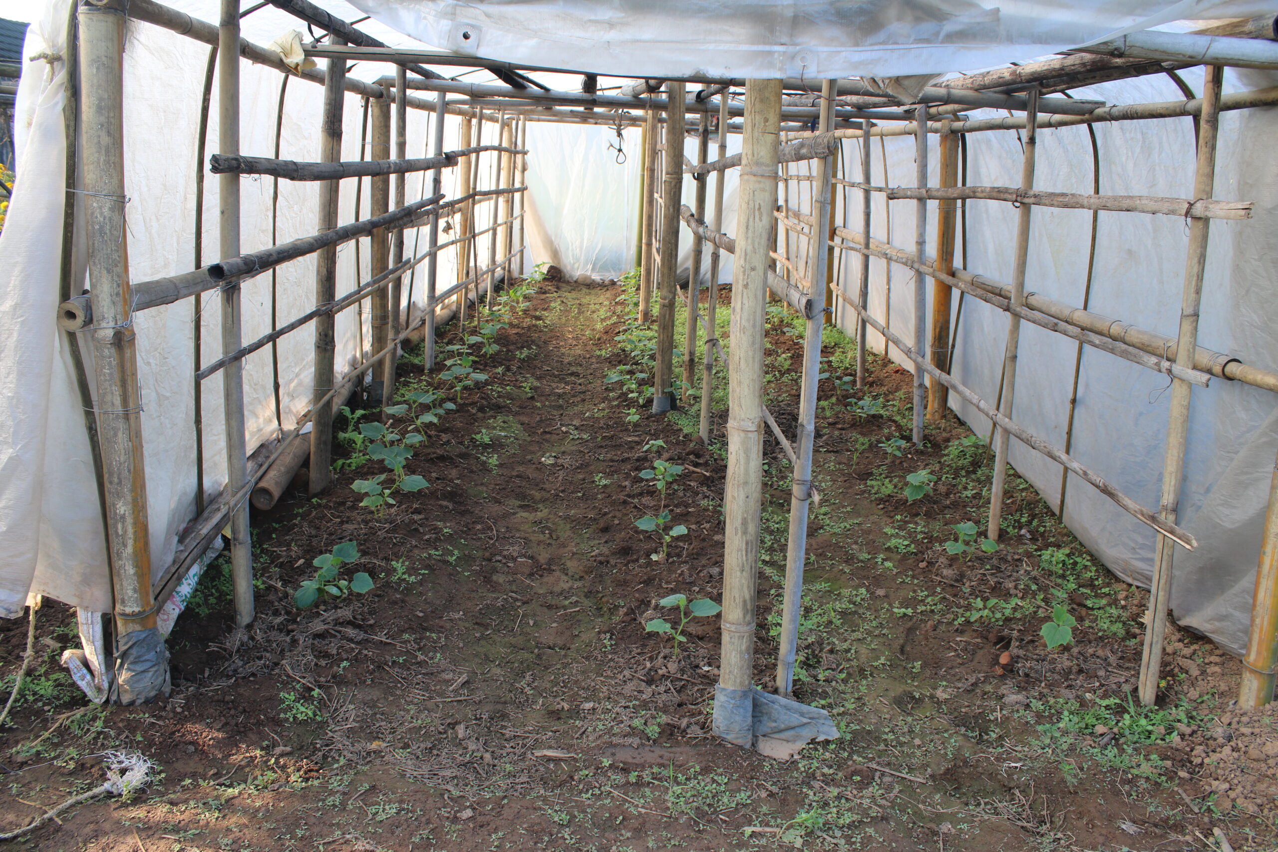 offseason cucumber cultivation