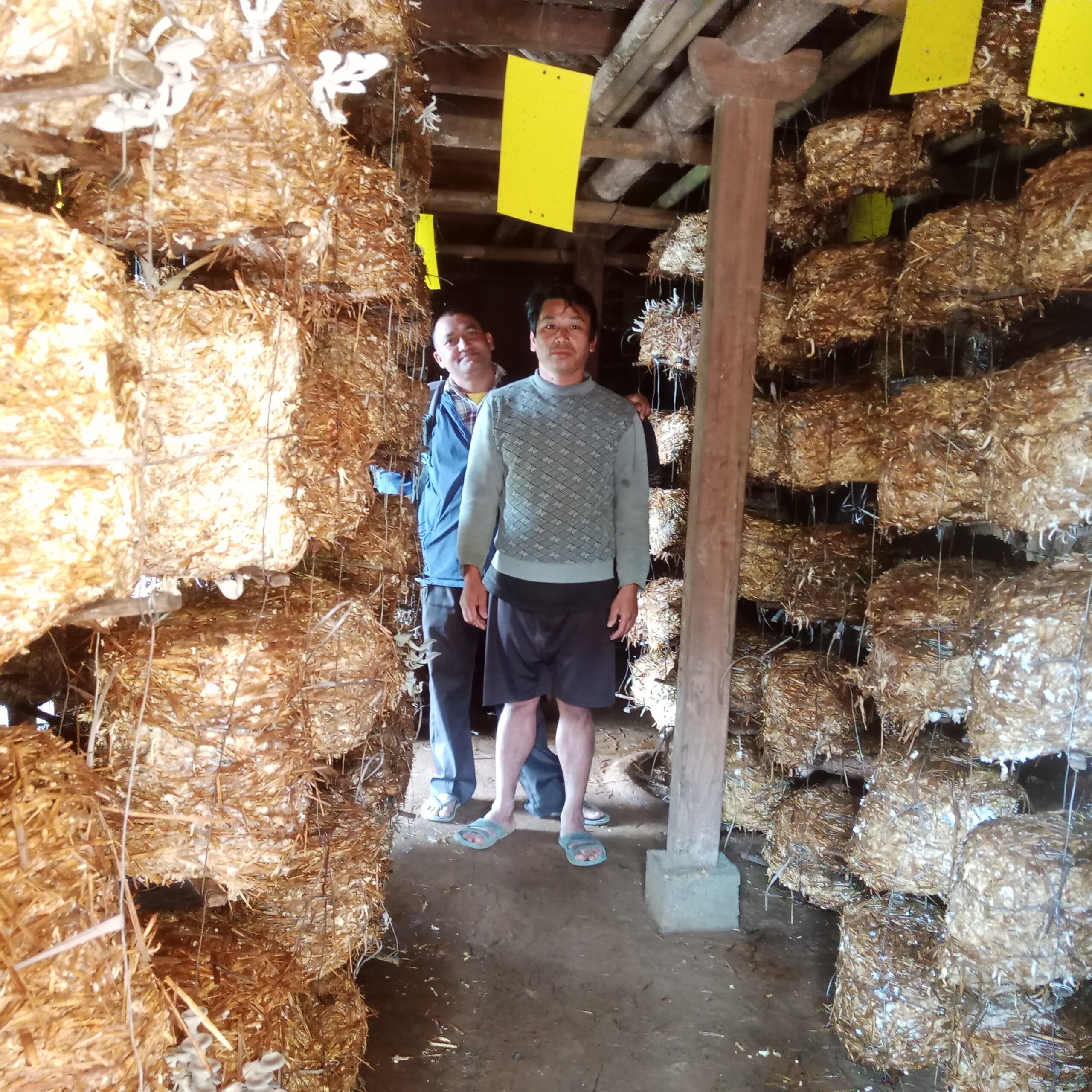 oyster mushroom cultivation